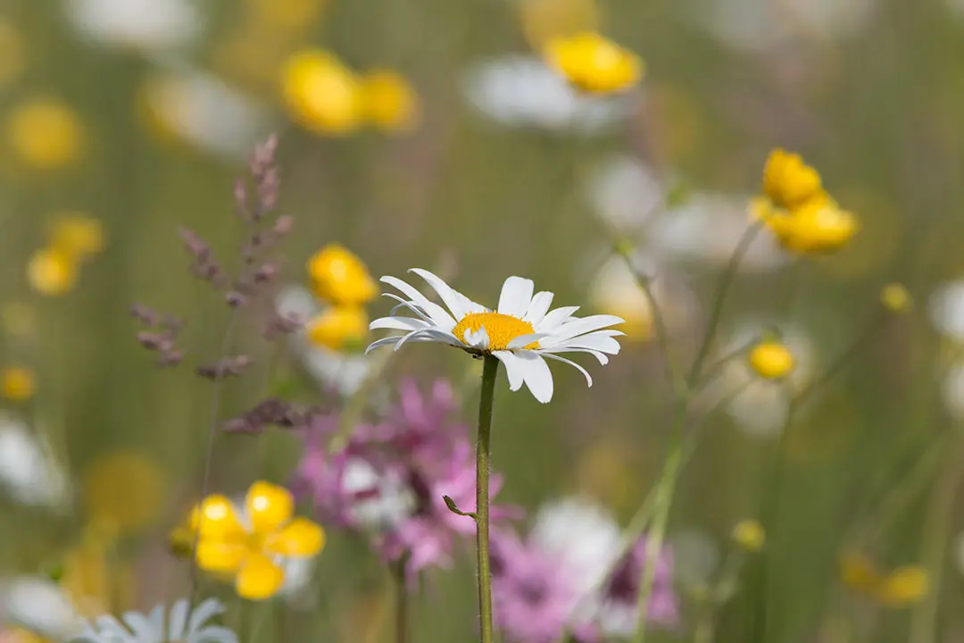 A meadow of wildflowers