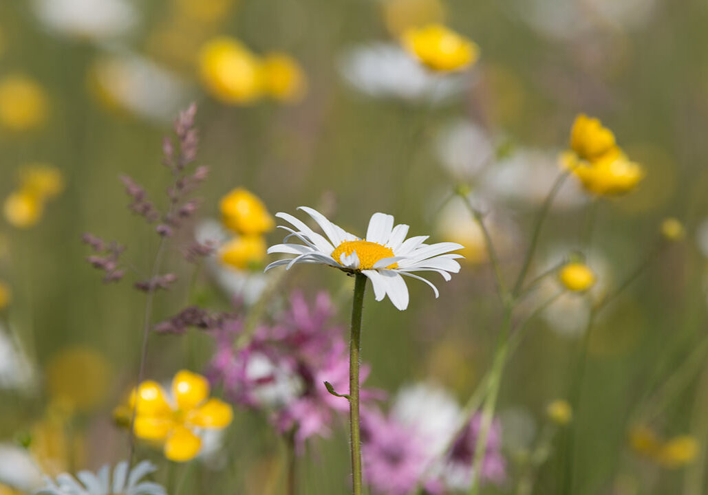 A meadow of wildflowers